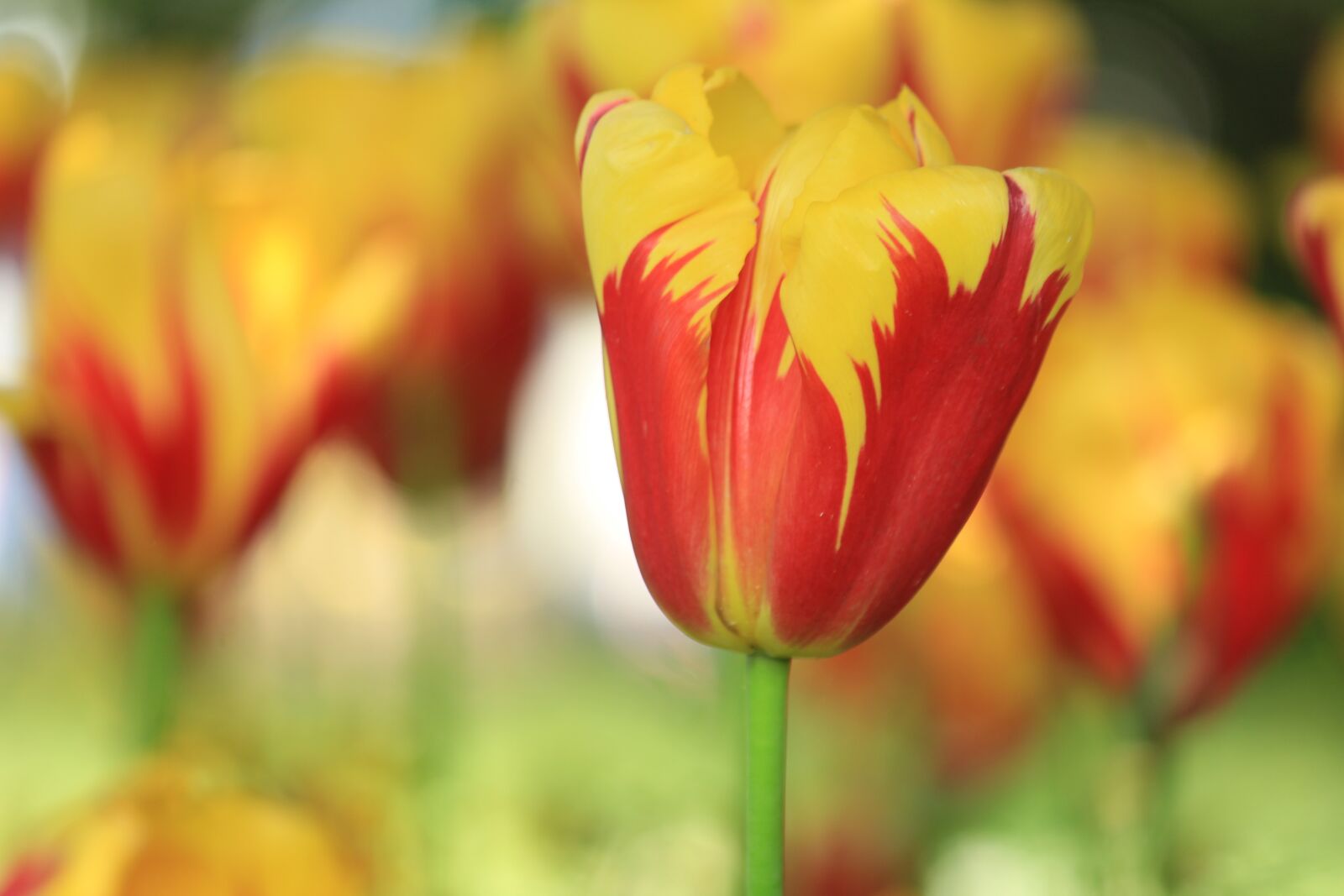 Canon EOS 1200D (EOS Rebel T5 / EOS Kiss X70 / EOS Hi) sample photo. Tulip, flower, spring photography