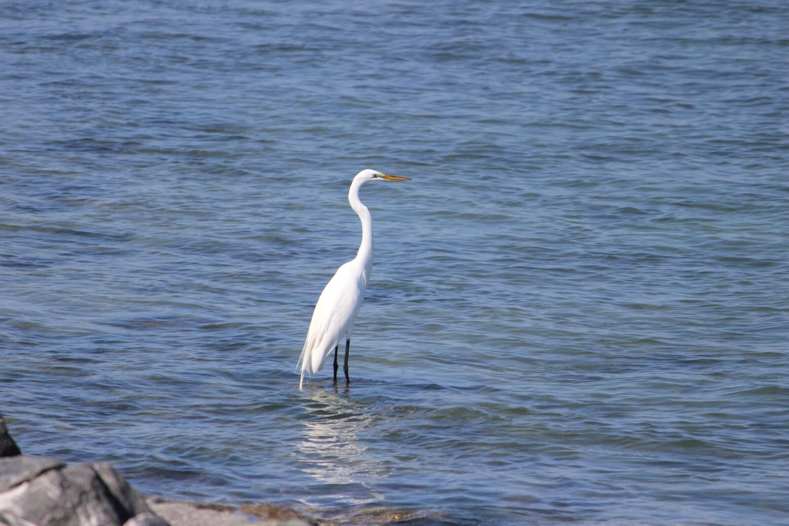 Canon EOS 600D (Rebel EOS T3i / EOS Kiss X5) sample photo. Bird, florida, wildlife photography