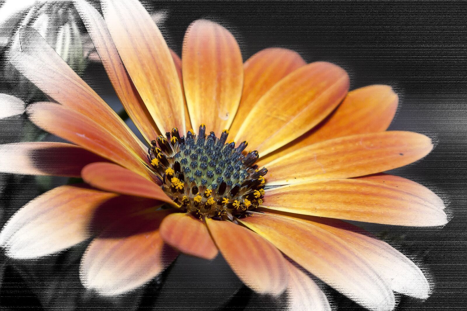 Canon EOS 50D + Canon EF 24-105mm F4L IS USM sample photo. Dimorphotheca, flower, nature photography