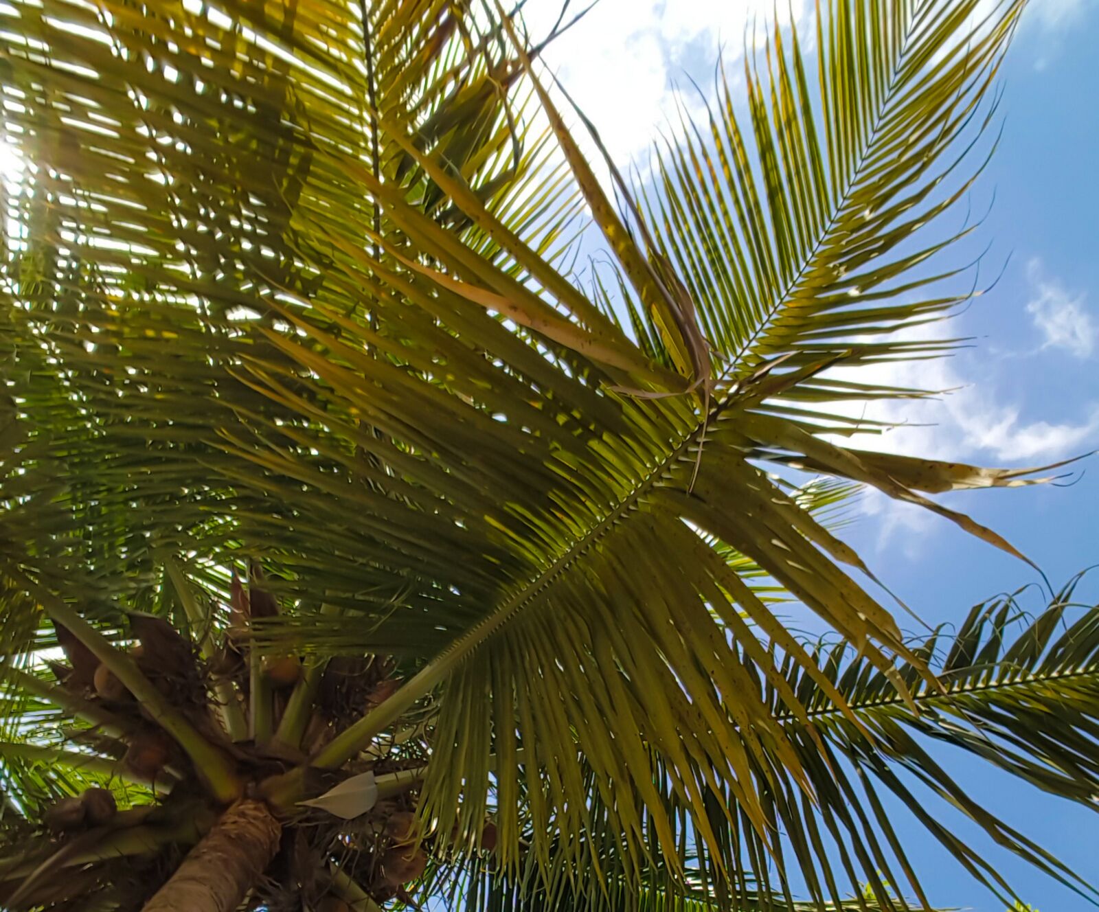 Samsung Galaxy Note5 sample photo. Palm tree, tree, sky photography