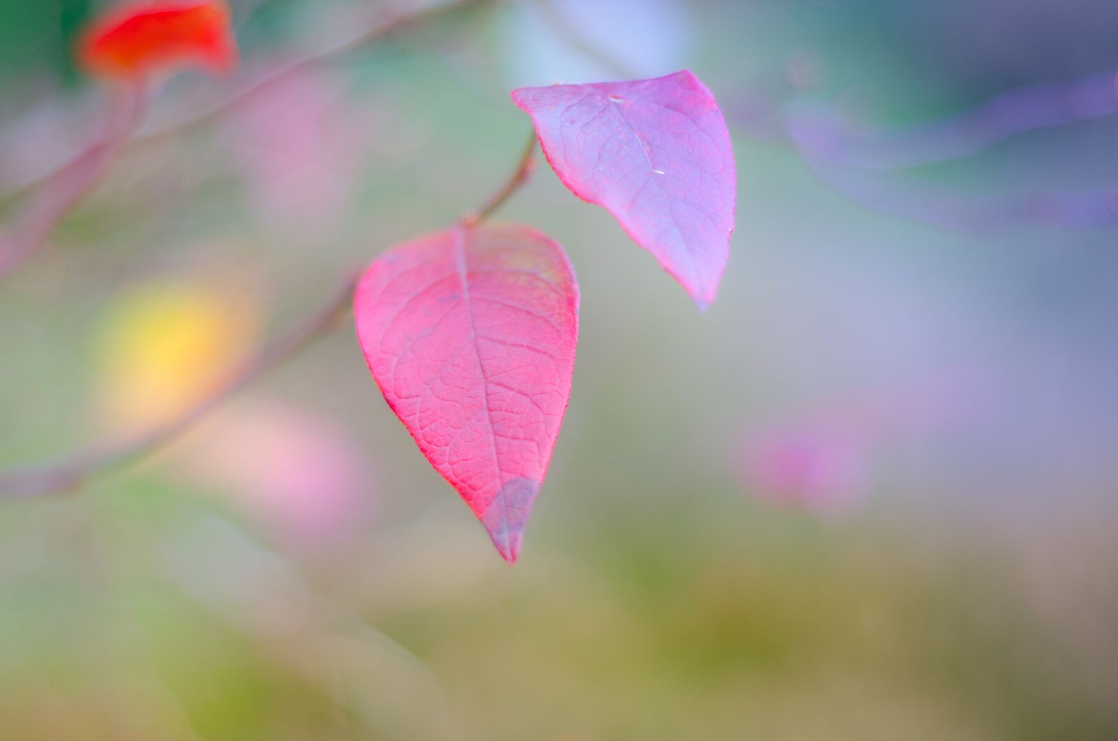 Nikon D7000 sample photo. Leaves, colorful, pink photography