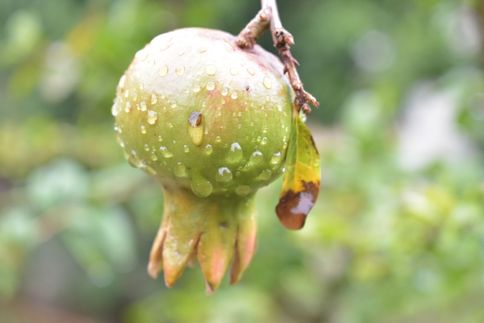 Nikon D3400 sample photo. Fruits, wet, water photography