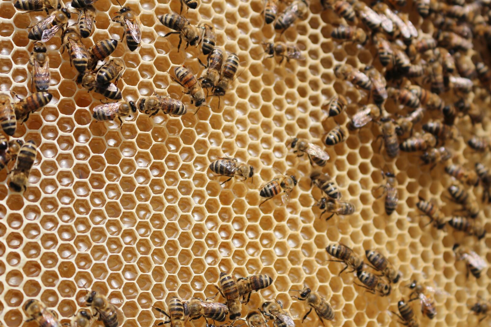 Canon EOS 100D (EOS Rebel SL1 / EOS Kiss X7) sample photo. Beehive, bees, insects photography