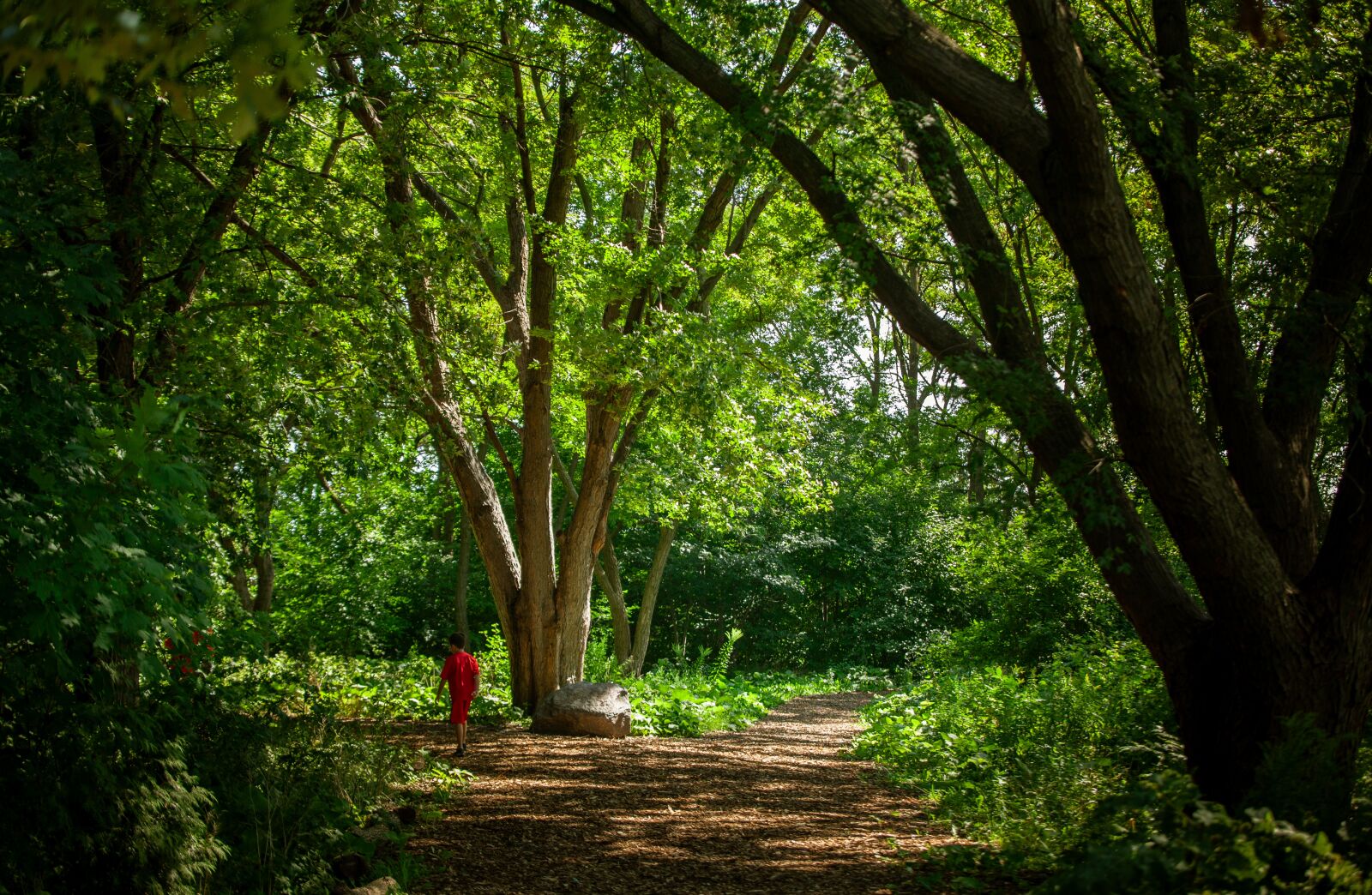 Canon EOS 5D Mark II sample photo. Forest, hiking trail, walk photography