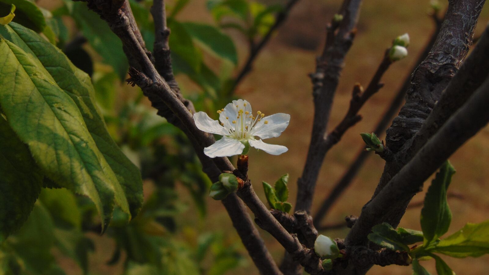 Sony Cyber-shot DSC-H300 sample photo. Tree, nature, plant photography