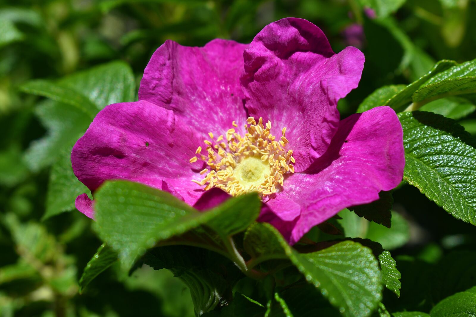 Nikon D3400 sample photo. Flower, flowers, spring photography