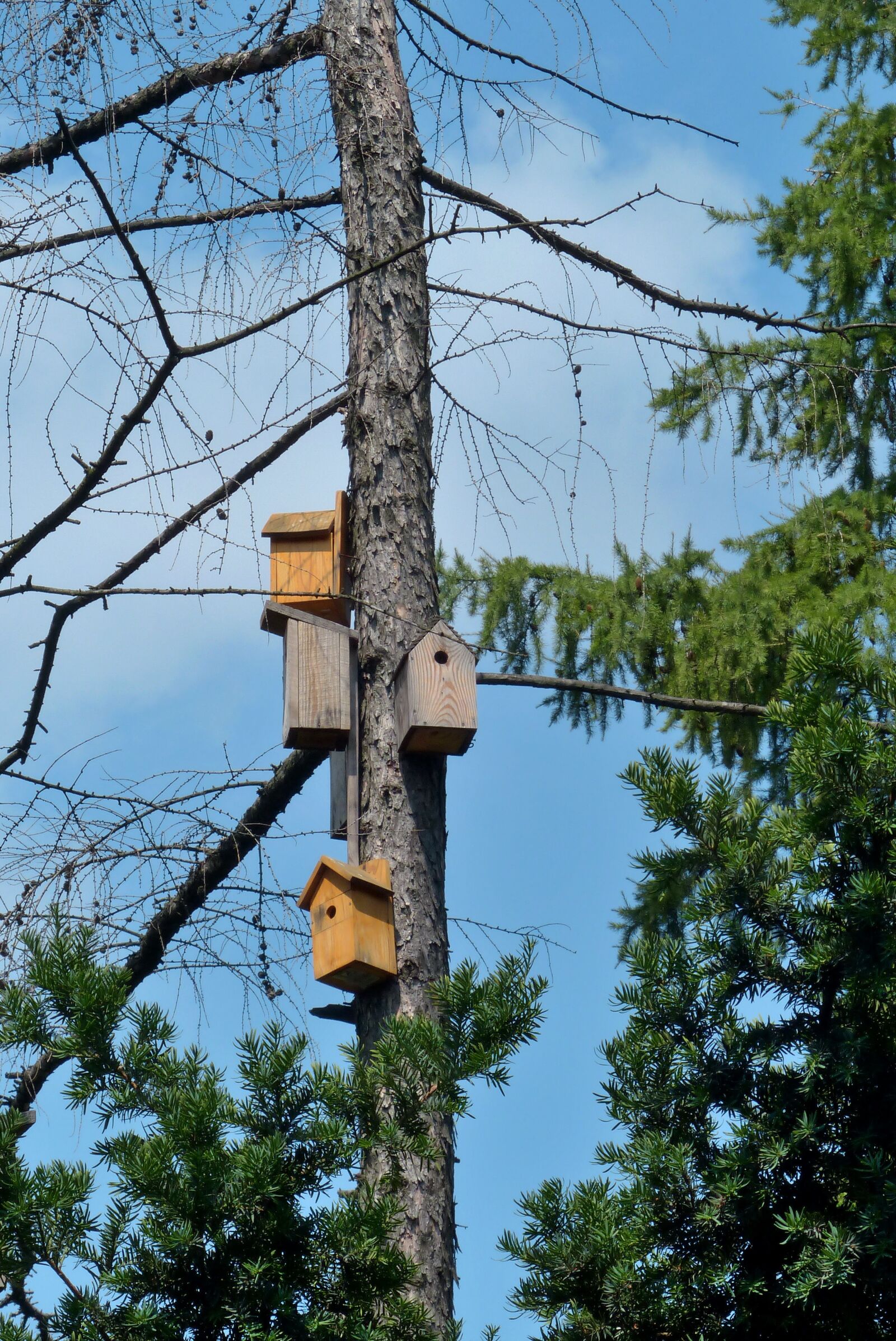 Panasonic Lumix DMC-FZ200 sample photo. Birdhouse, tree, nature photography