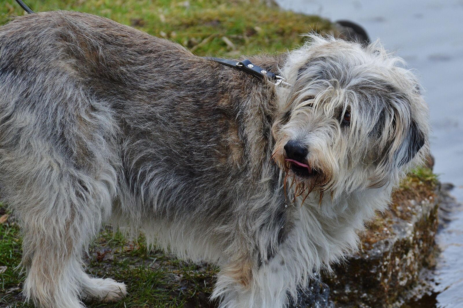 Nikon D3200 sample photo. Dog, fur, pet photography