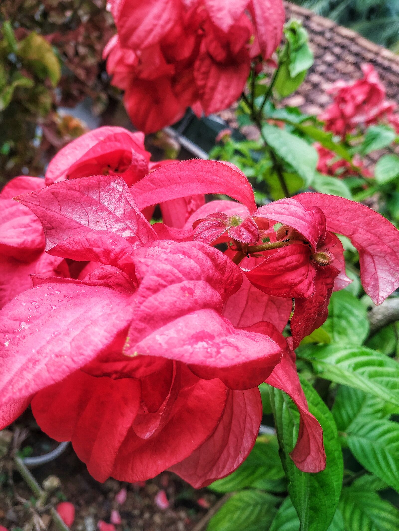 Xiaomi Mi A2 sample photo. Mussaenda flower, red, flower photography