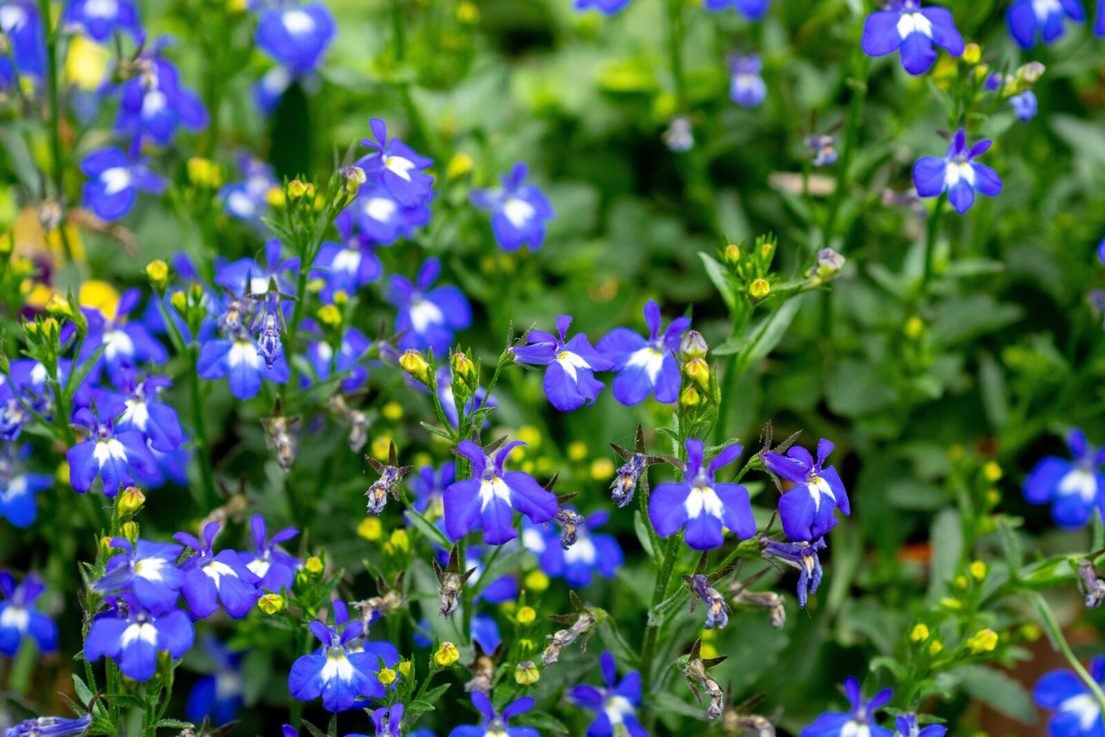 Nikon D500 sample photo. Flower, blue, floral photography
