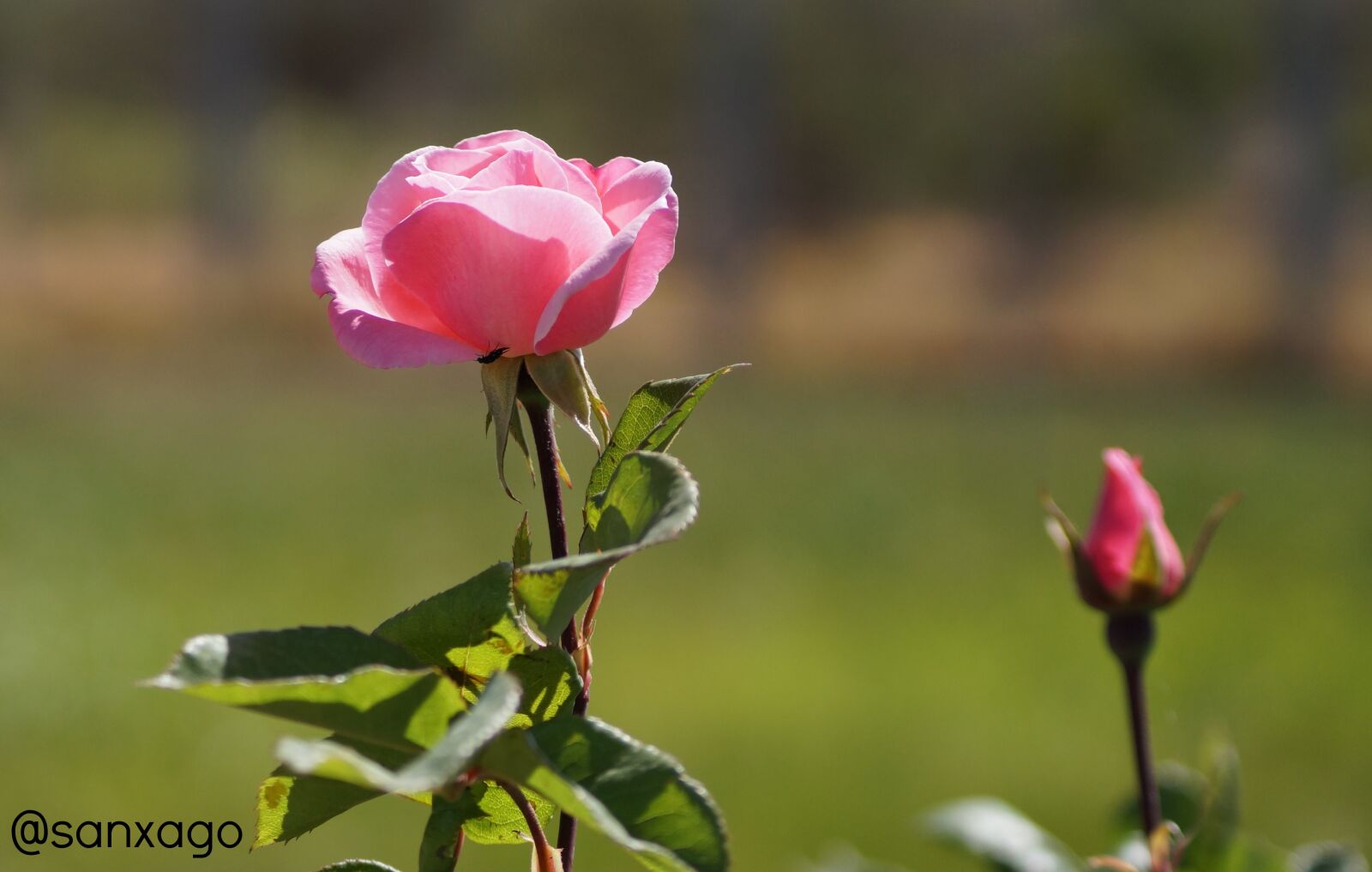 Sony SLT-A58 sample photo. Nature, rosa, flower photography