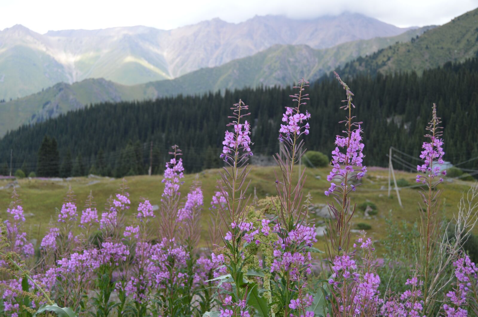 Nikon D3200 sample photo. Nature, flowers, mountains photography