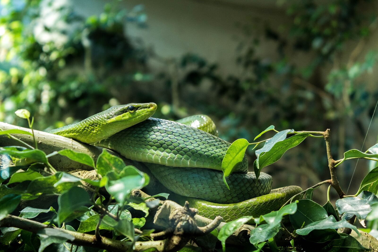 Canon EOS 1300D (EOS Rebel T6 / EOS Kiss X80) sample photo. Snake, zoo, animal photography