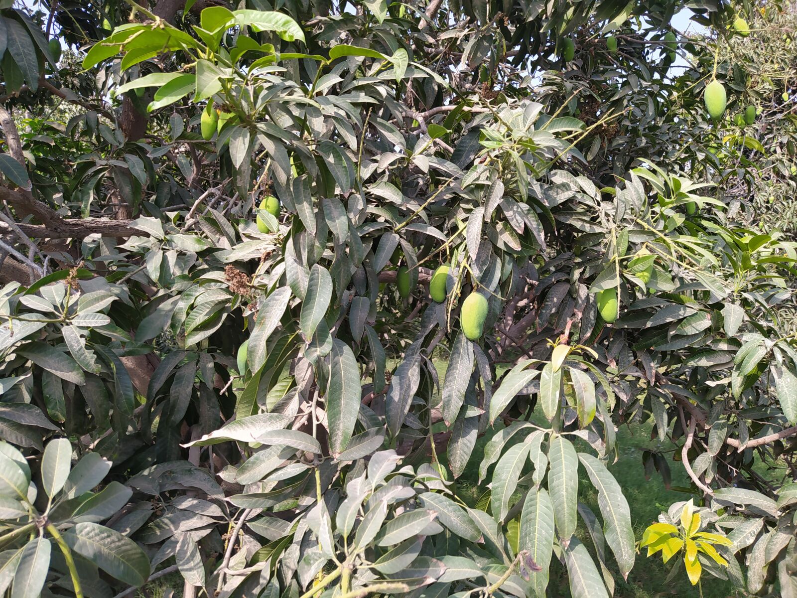 Xiaomi Redmi Note 8 sample photo. Mango tree, mango fruiting photography