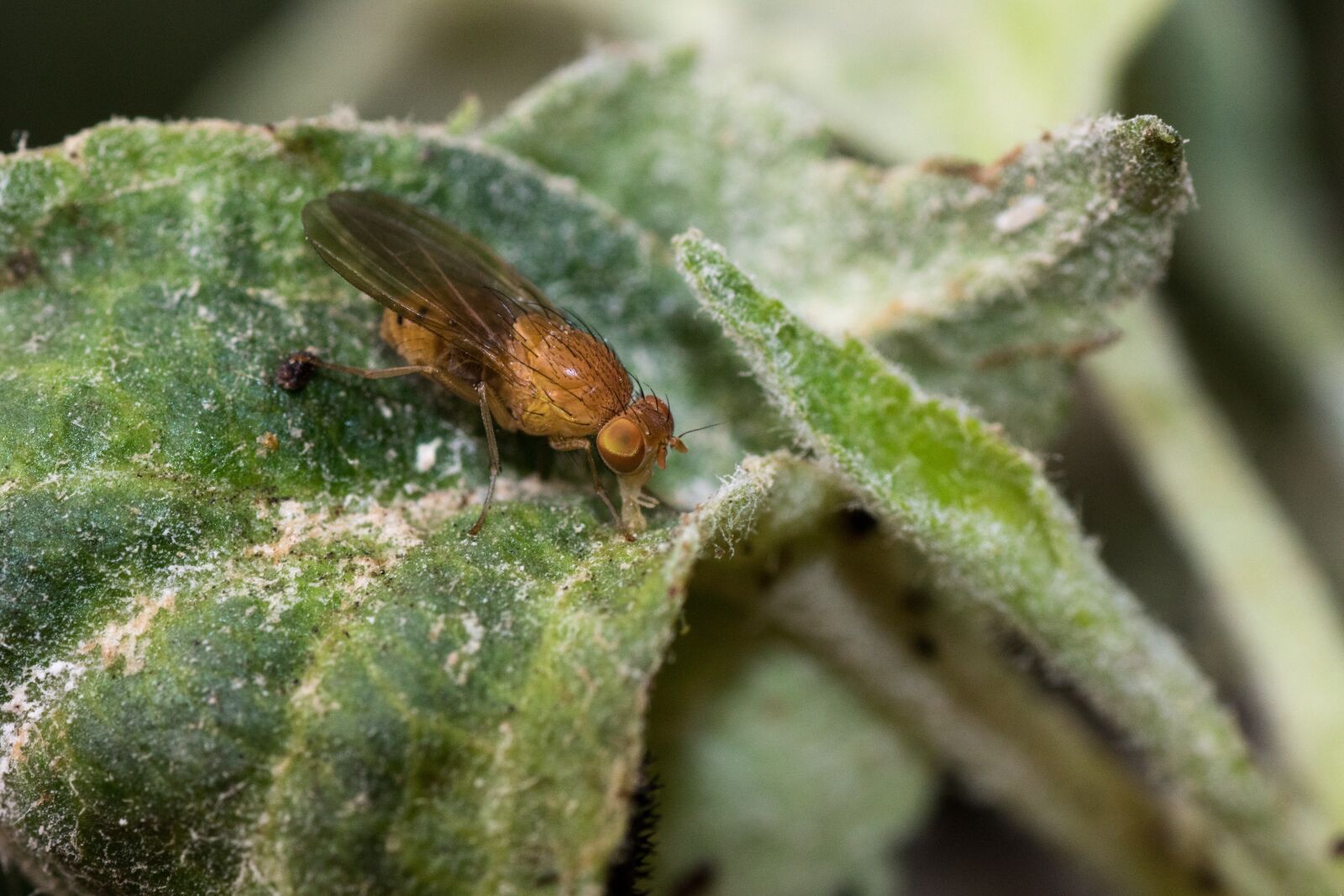 Canon EOS 7D Mark II sample photo. Vinegar fly, cherry vinegar photography