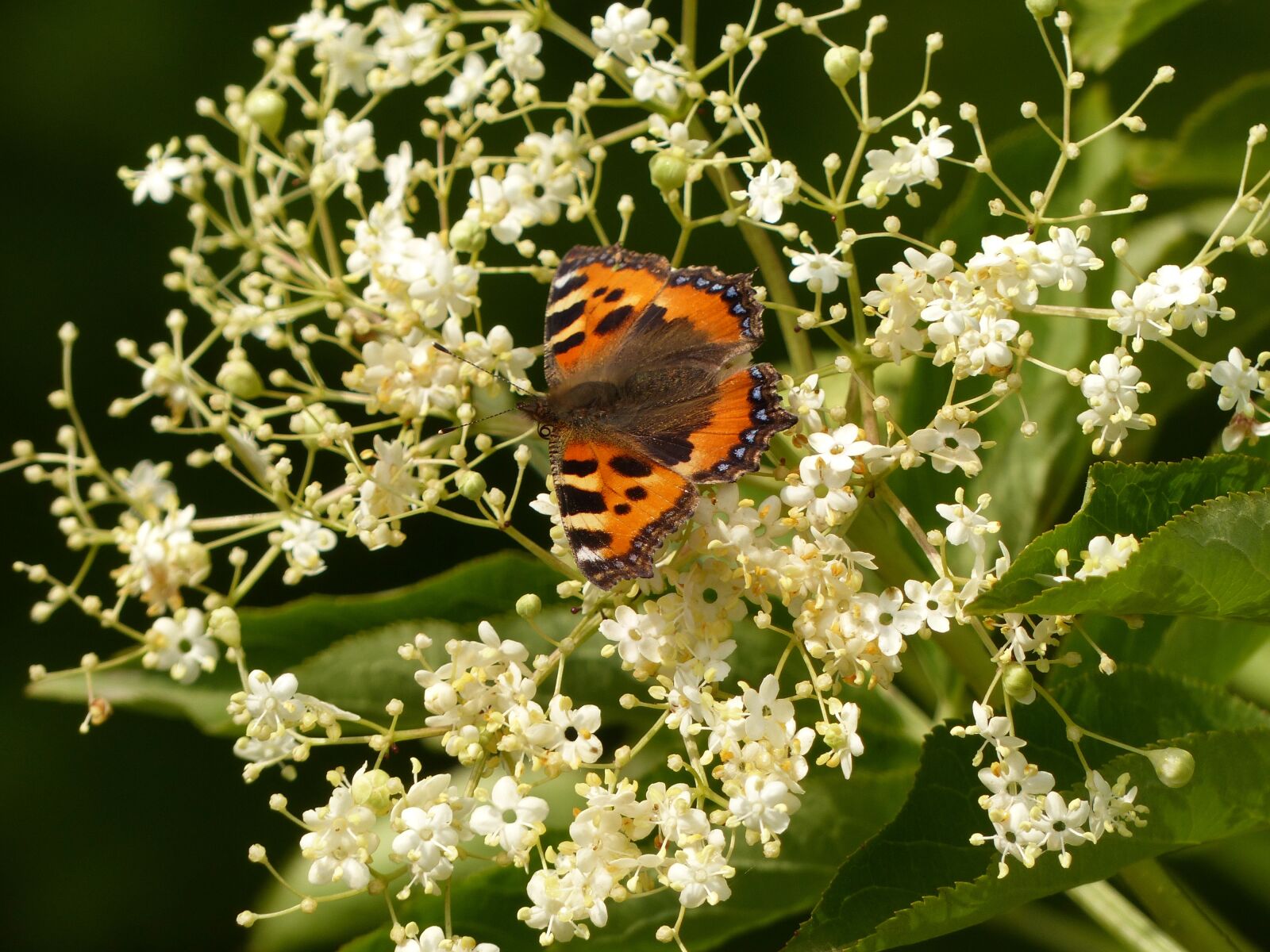 Panasonic Lumix DMC-FZ200 sample photo. Nature, butterfly, flowers photography
