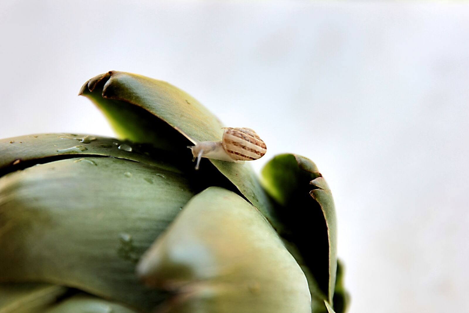 Canon EOS 550D (EOS Rebel T2i / EOS Kiss X4) sample photo. Snail, artichoke, nature photography
