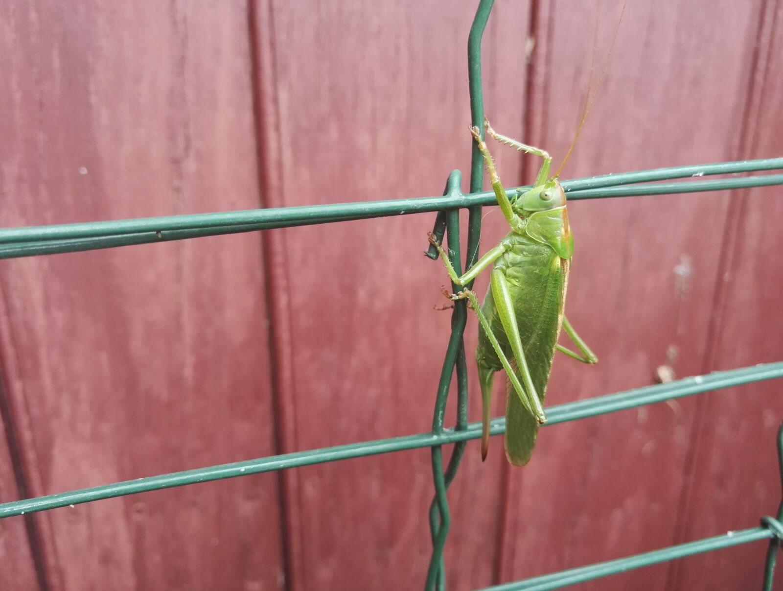 HUAWEI Honor 7 sample photo. Grasshopper, green, nature photography