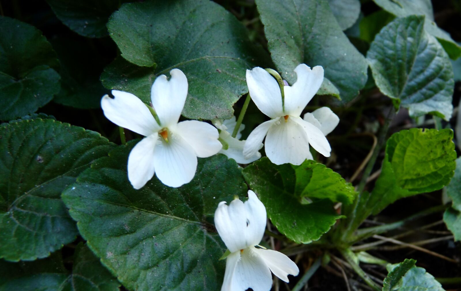 Panasonic Lumix DMC-FZ28 sample photo. Flowers, violet, white photography