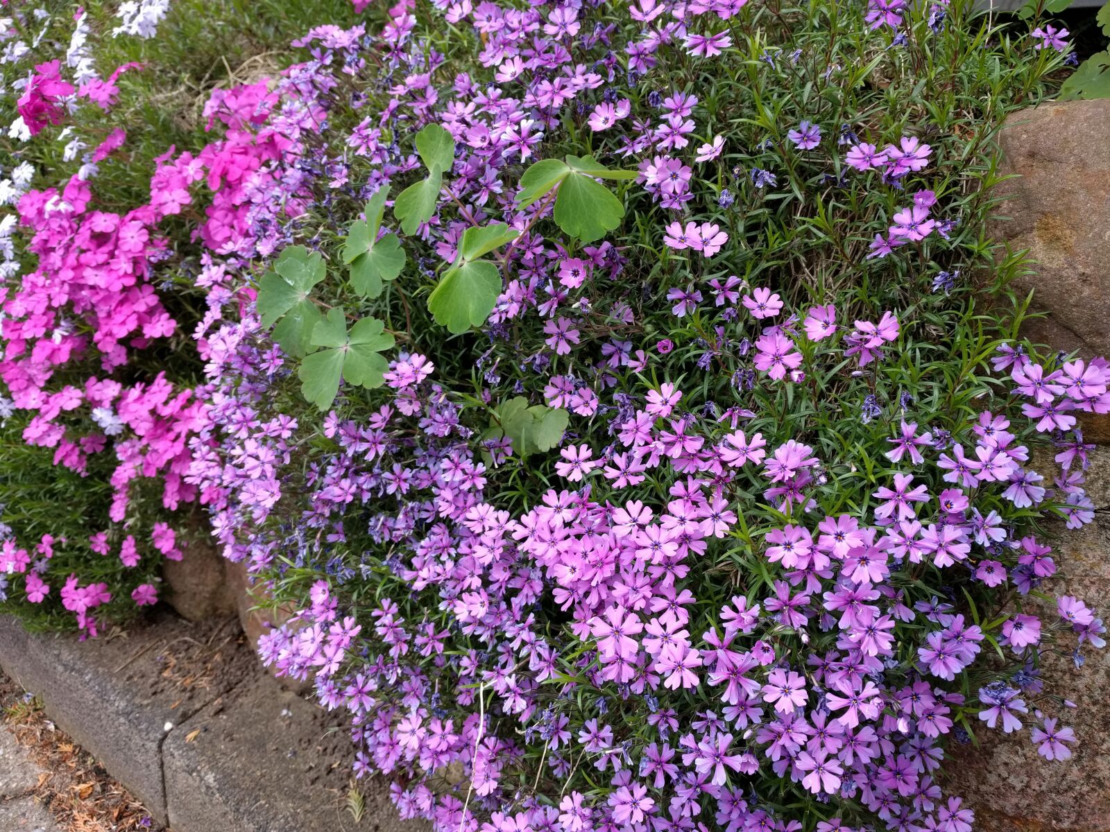 LG Nexus 5X sample photo. Flower purple, purple, spring photography