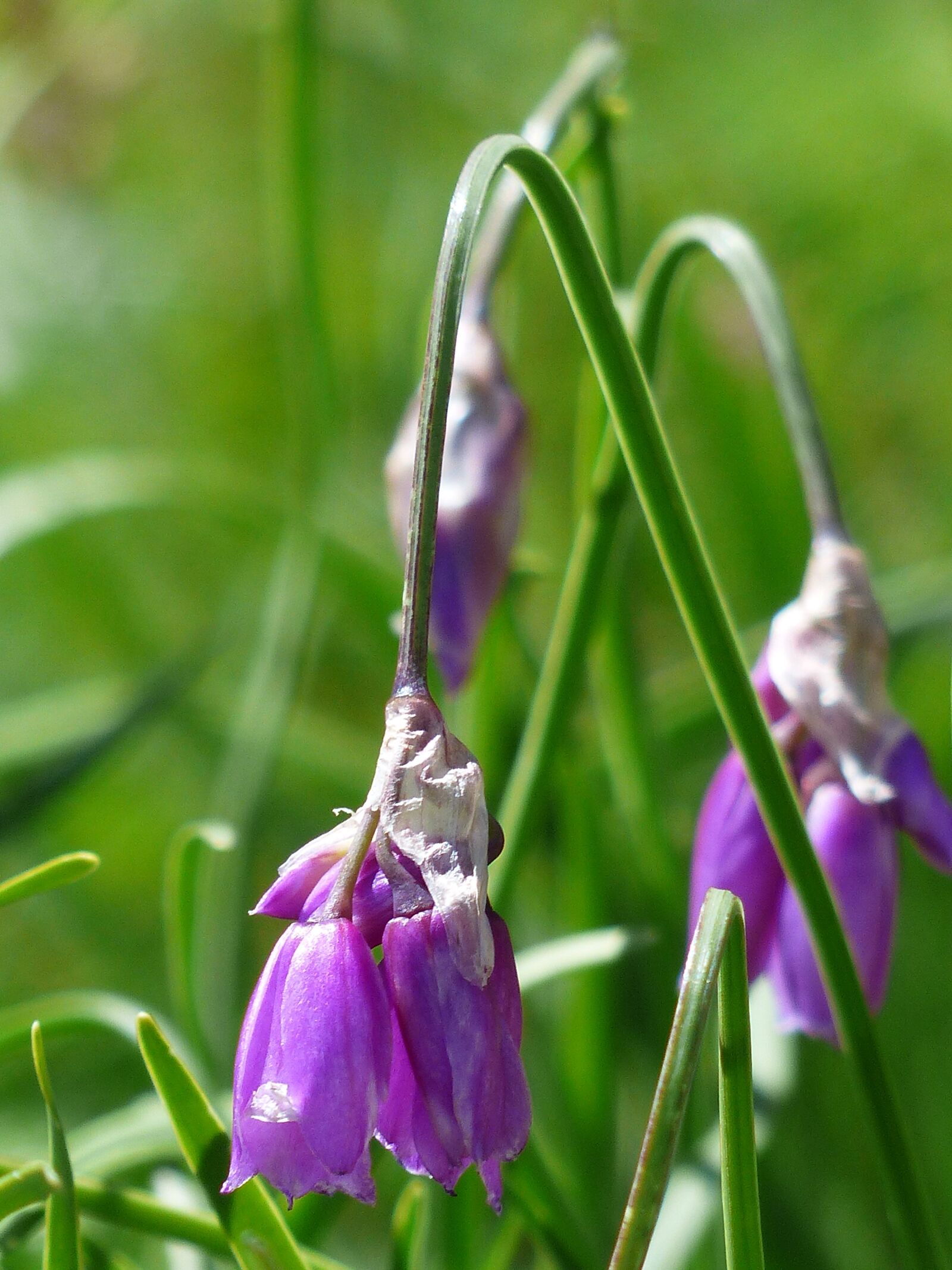 Panasonic Lumix DMC-FZ200 sample photo. Piedmont leek, flower, blossom photography