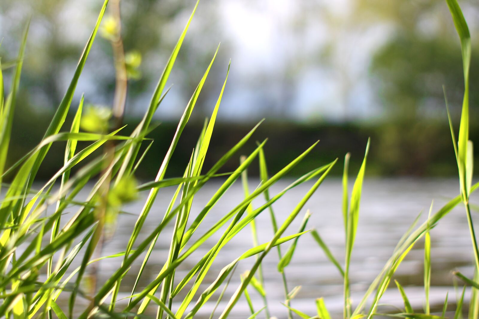 Canon EOS 1100D (EOS Rebel T3 / EOS Kiss X50) sample photo. Water, grass, nature photography