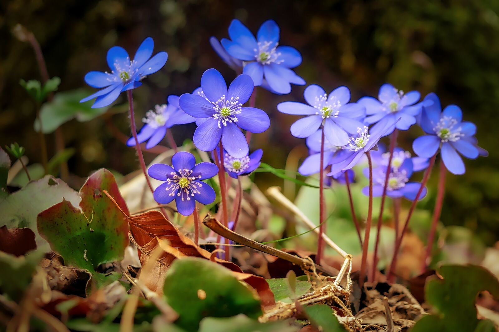 Panasonic Lumix DMC-GX8 sample photo. Flower, nature, plant photography