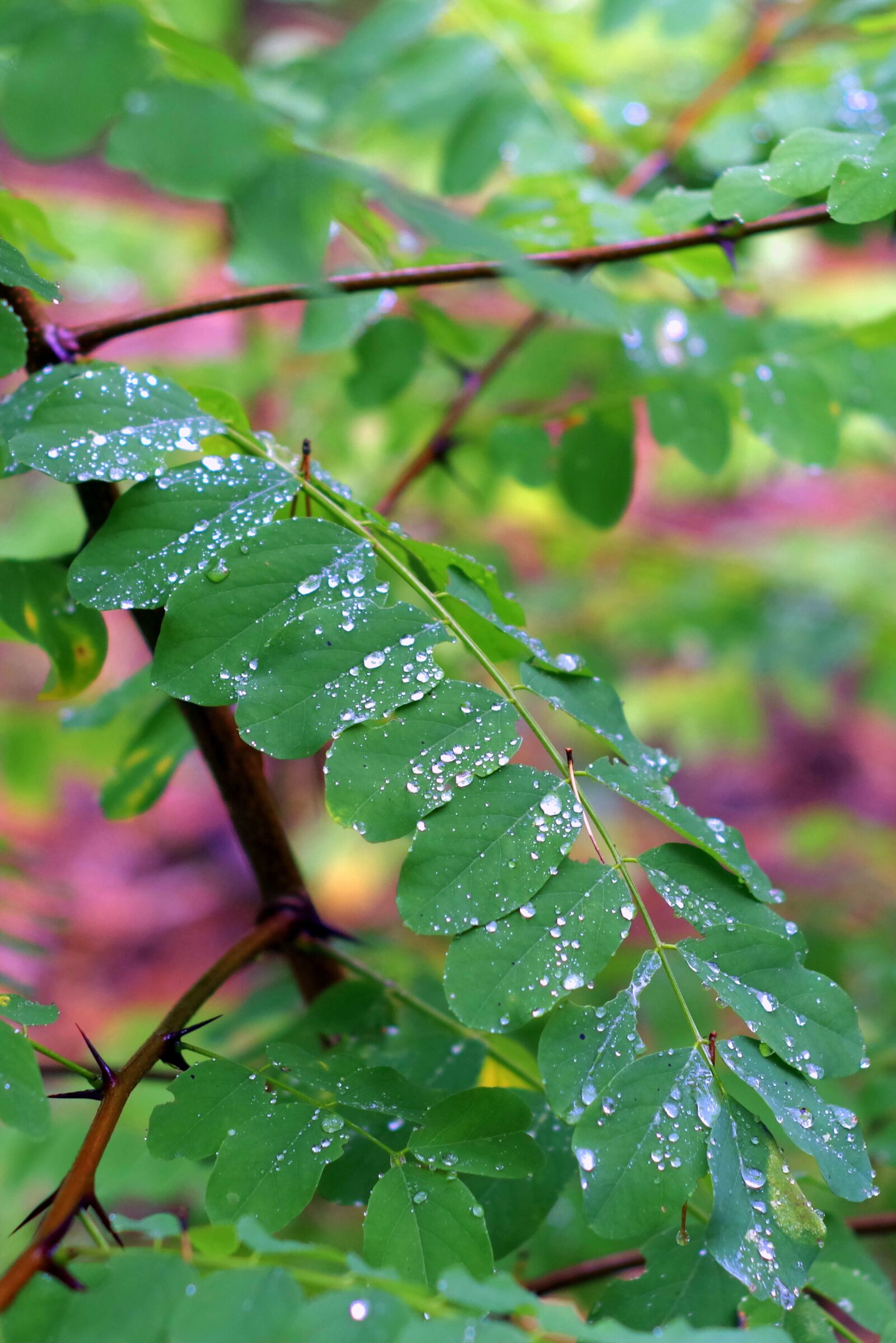 Pentax K-S2 sample photo. Acacia, foliage, rain photography