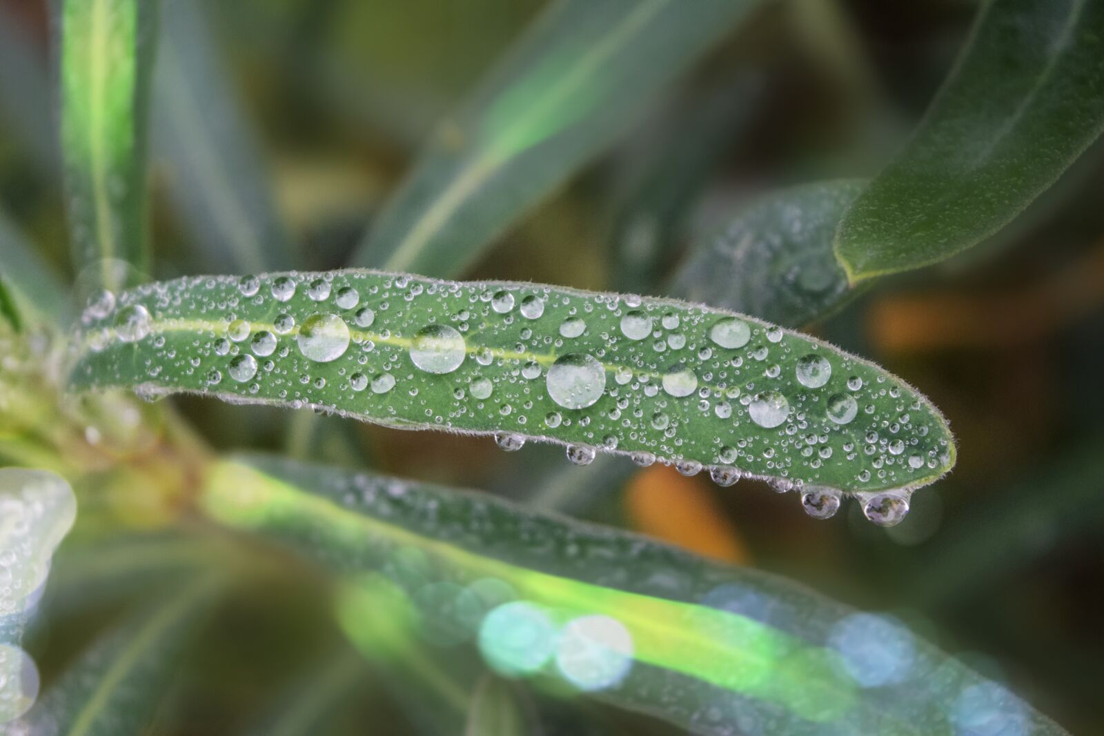 Nikon D3300 sample photo. Plant, leaf, drops photography