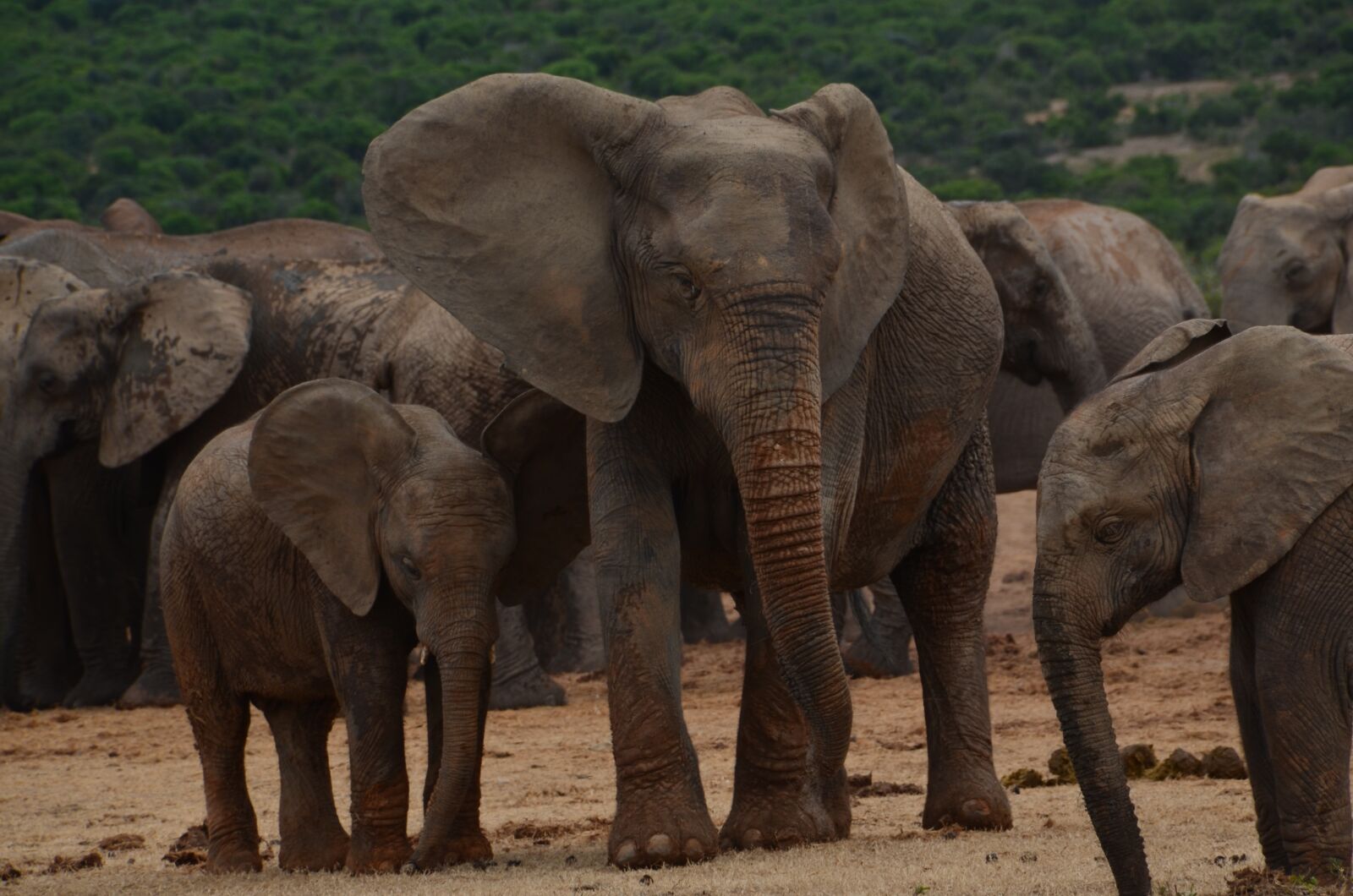 Nikon D5100 sample photo. Africa, safari, elephant photography