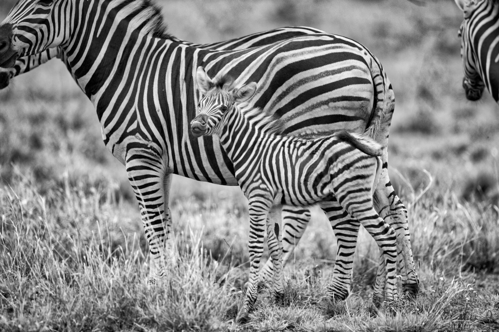 Nikon D3S sample photo. Grayscale, photography, of, zebras photography