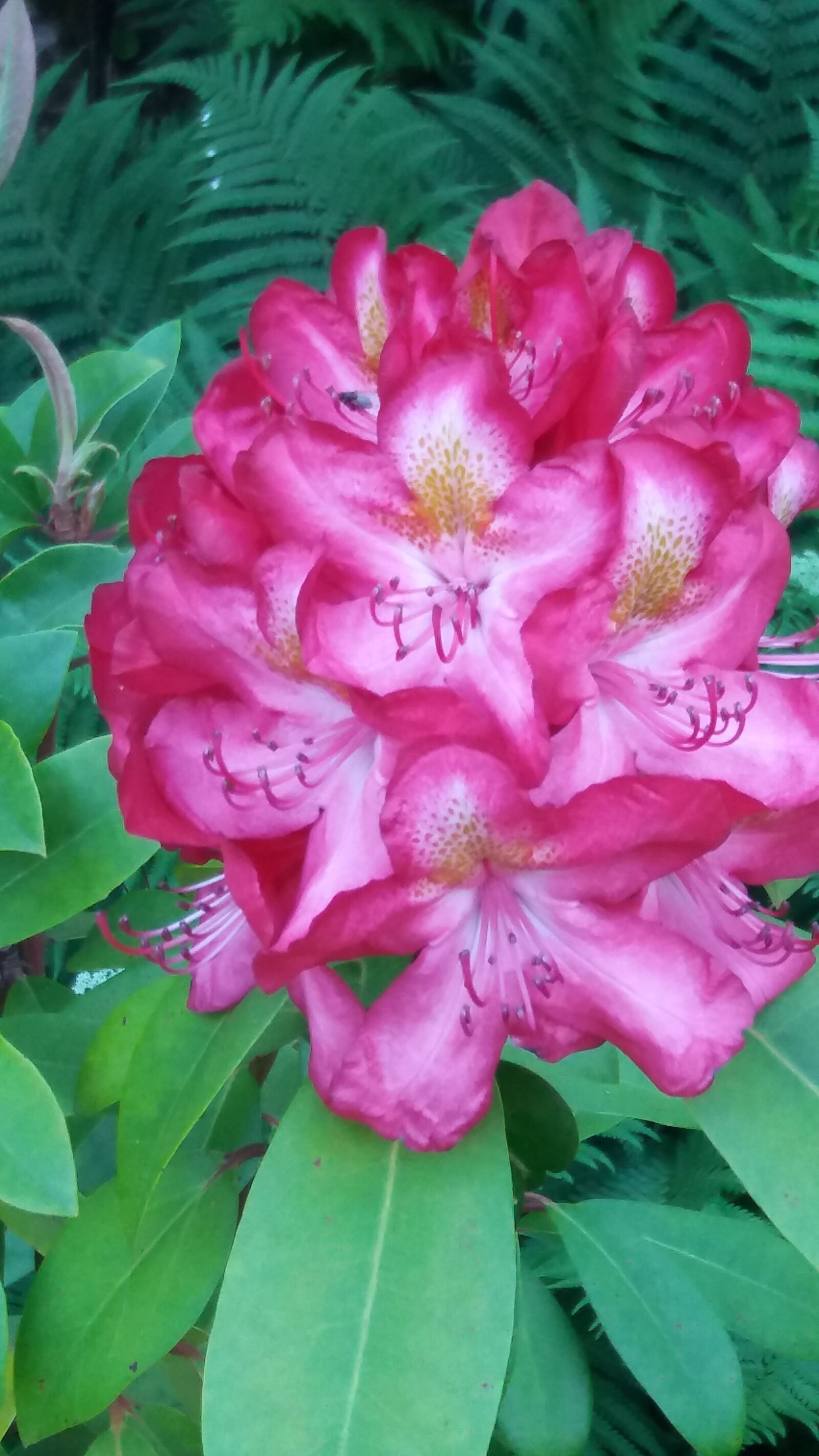 Samsung Galaxy J5 sample photo. Rhododendron, pink, june photography