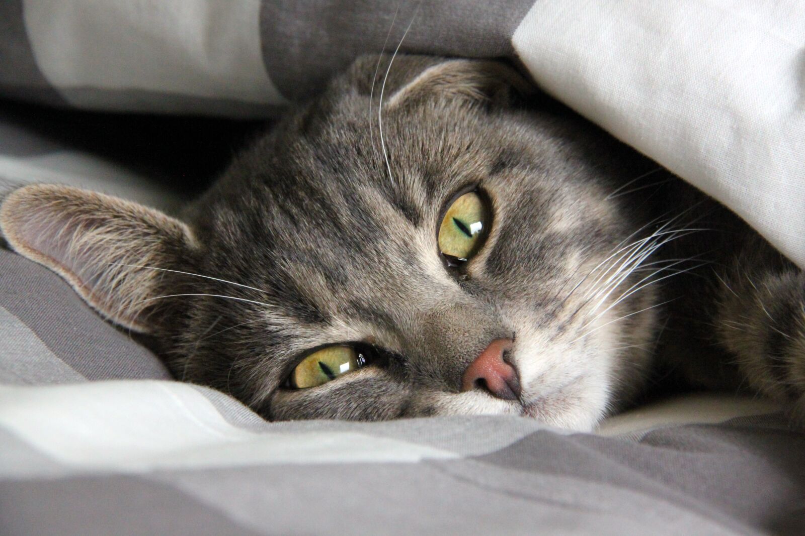 Canon EOS 500D (EOS Rebel T1i / EOS Kiss X3) sample photo. Rest, cat, cute cat photography