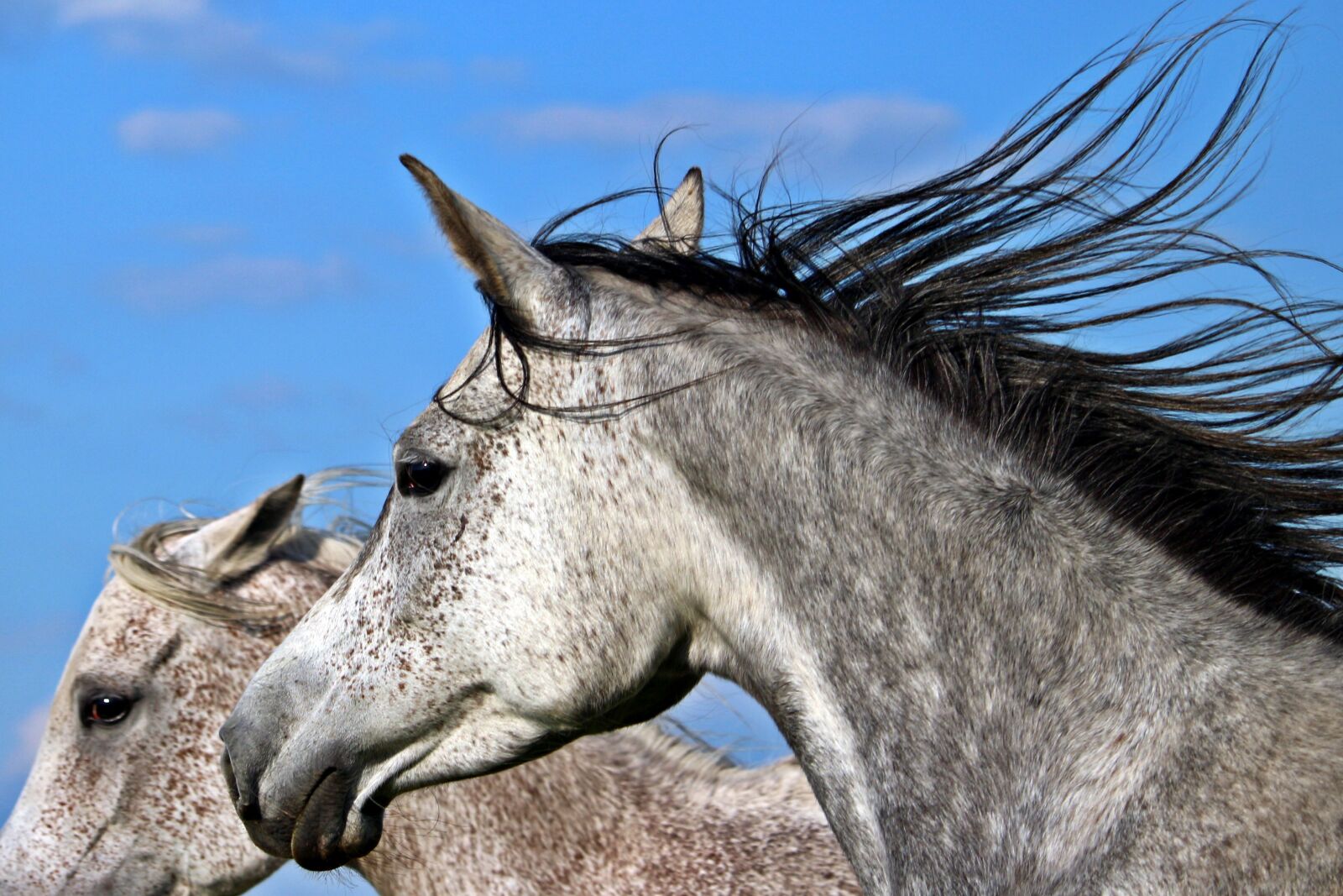 Canon EOS 100D (EOS Rebel SL1 / EOS Kiss X7) sample photo. Mold, horse, thoroughbred arabian photography