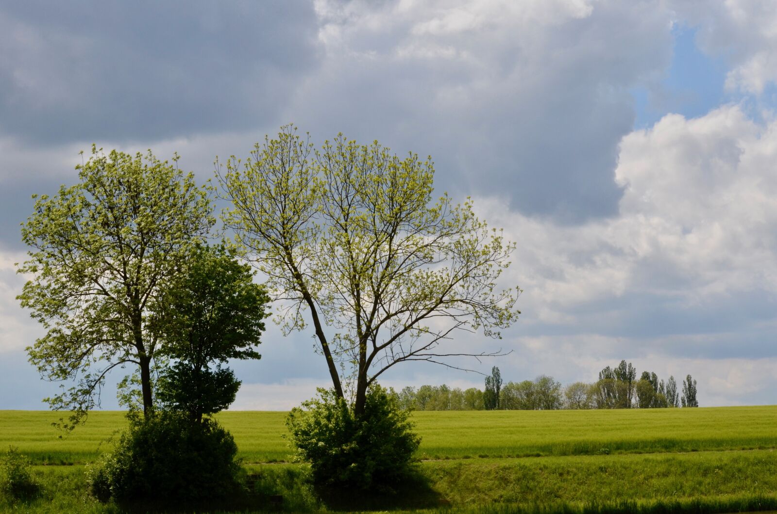 Nikon D5100 sample photo. Trees, landscape, fields photography