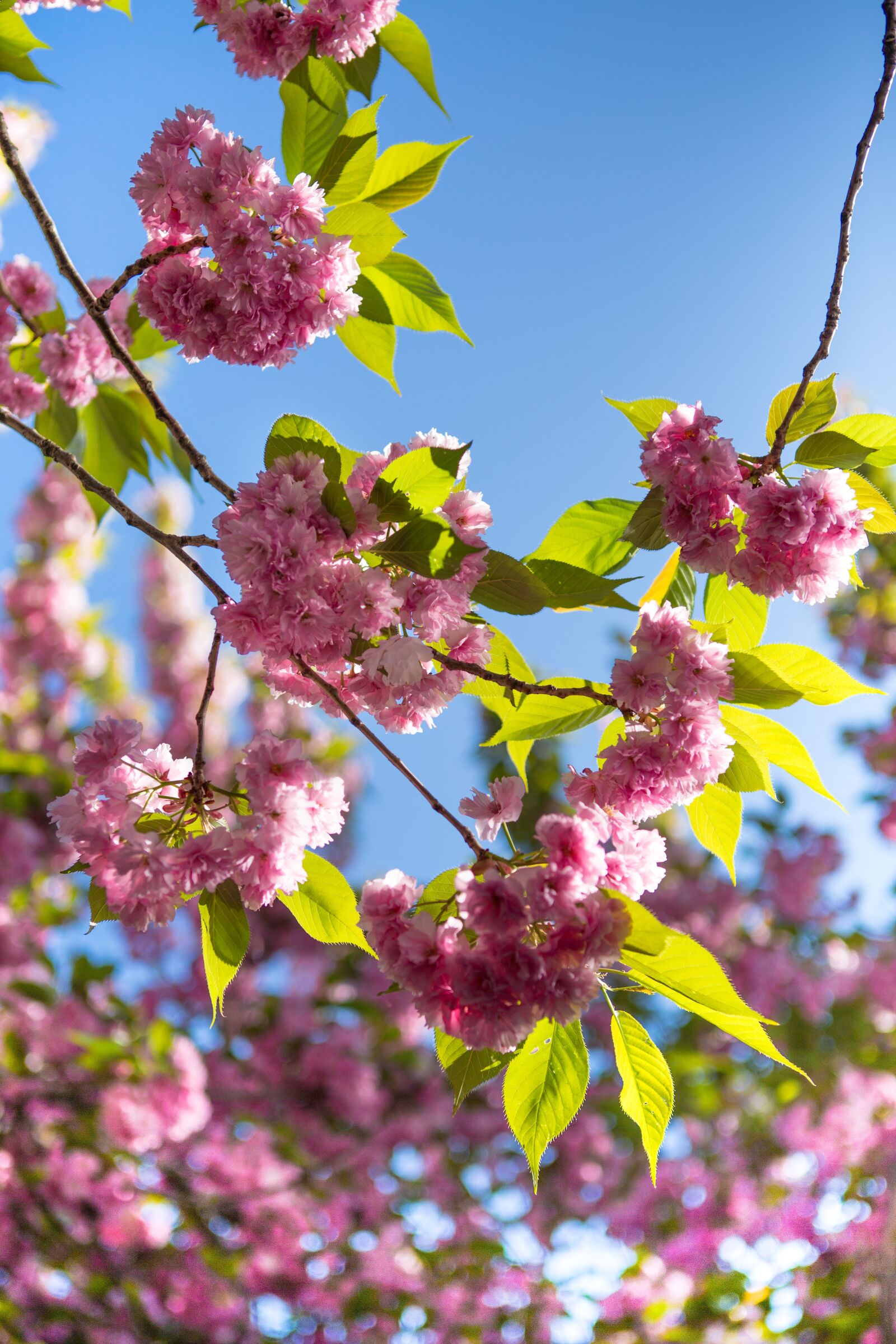 Canon EF 24-70mm F2.8L USM sample photo. Sakura, flower, tree photography