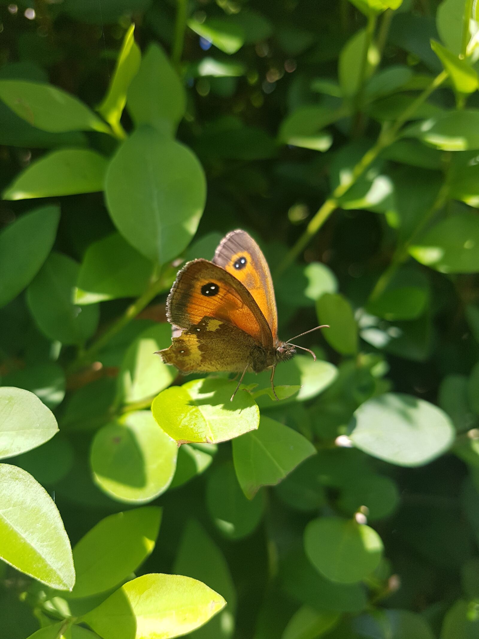 Samsung Galaxy S7 sample photo. Nature, leaf, flora photography