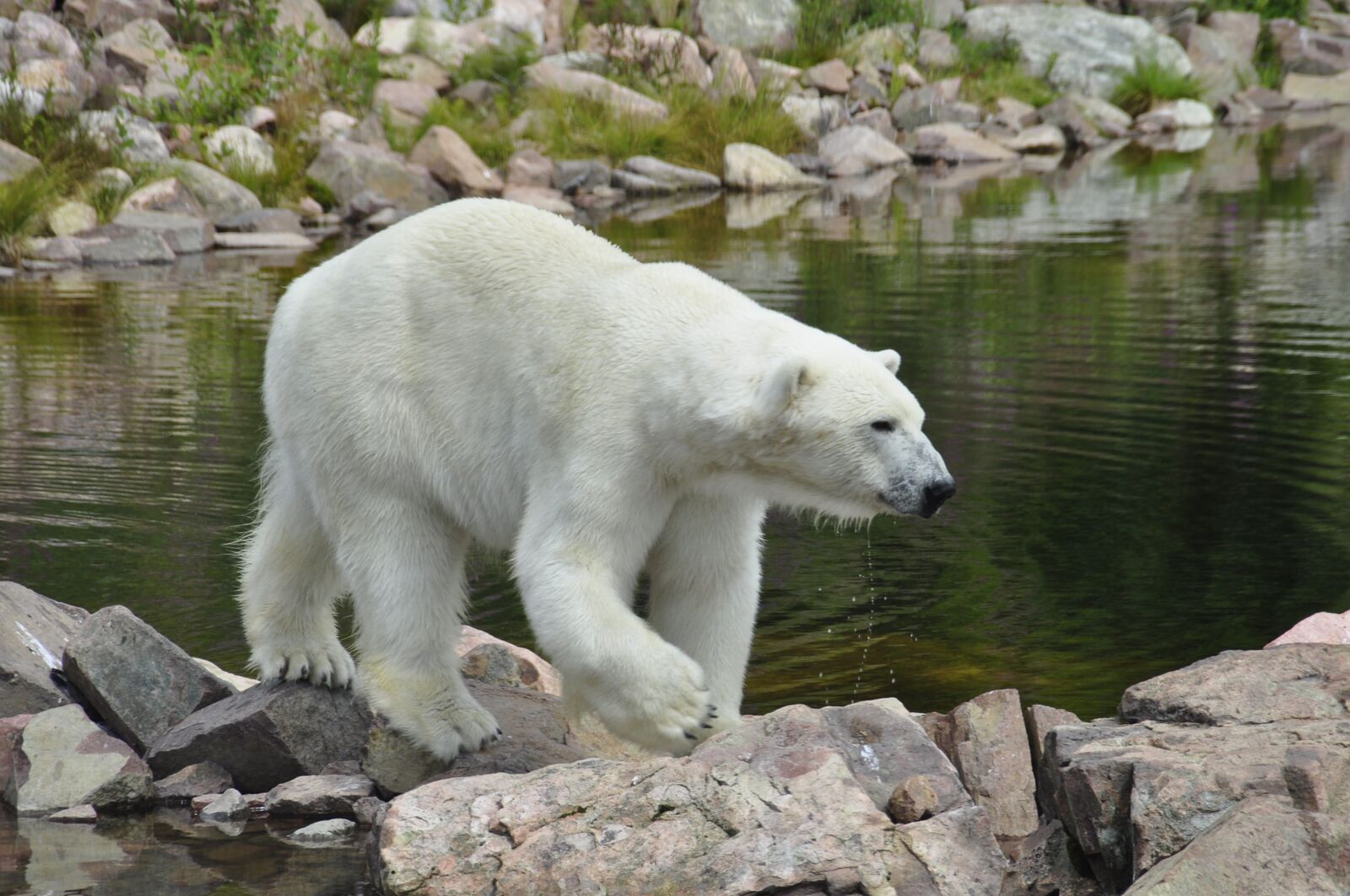 Nikon D5000 sample photo. Polar bear, rocks, water photography