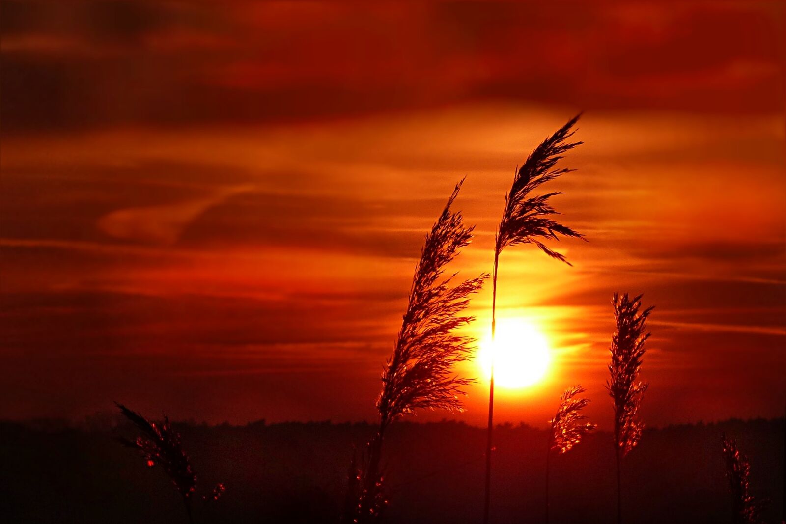 Panasonic Lumix DMC-FZ200 sample photo. Sunset, grasses, afterglow photography