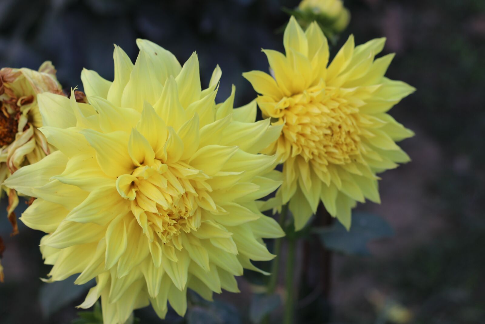 Canon EOS 700D (EOS Rebel T5i / EOS Kiss X7i) + Canon EF 50mm F1.8 STM sample photo. Nature, flower, flora photography