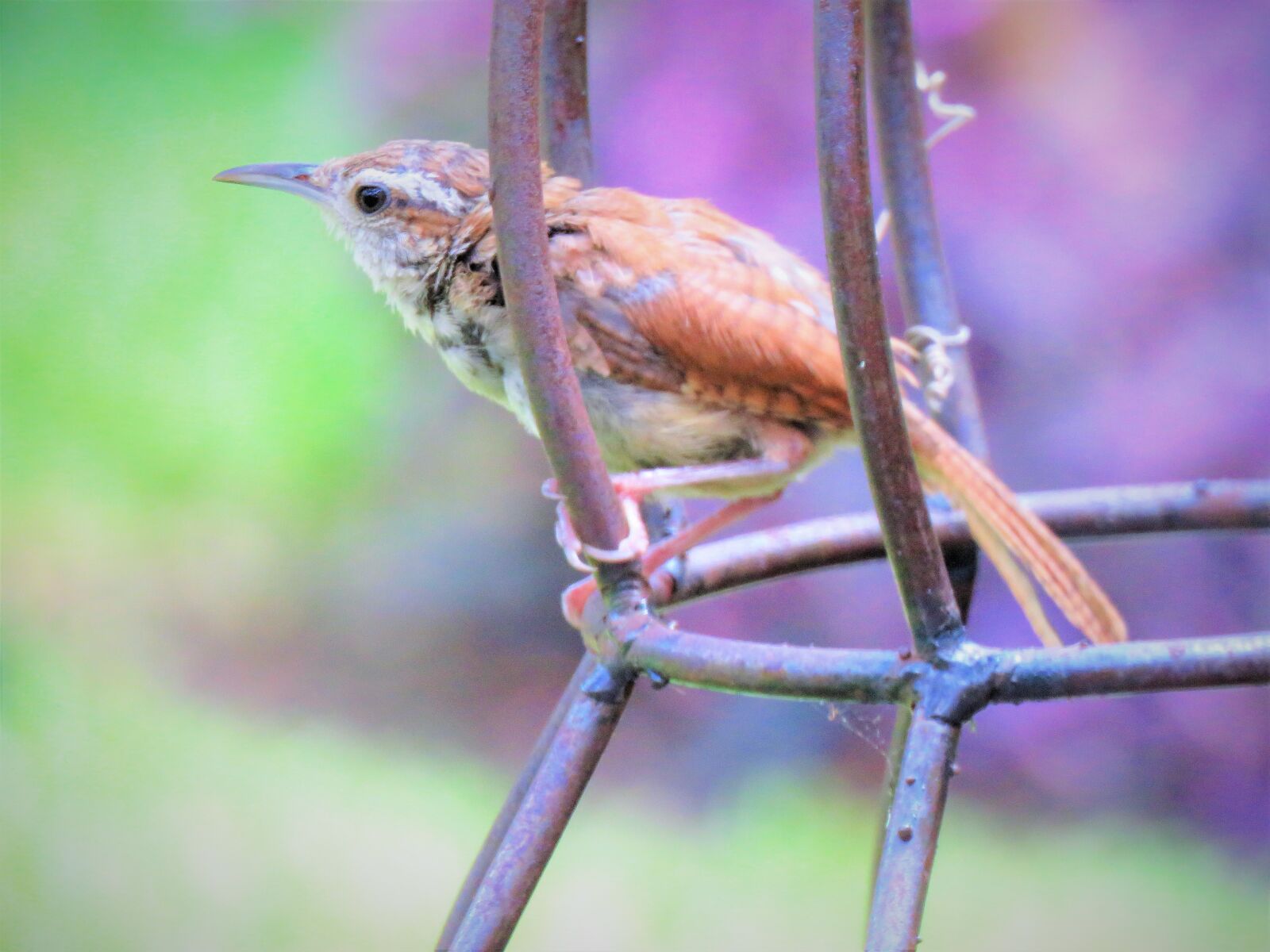 Canon PowerShot SX60 HS sample photo. Bird, tiny, close up photography