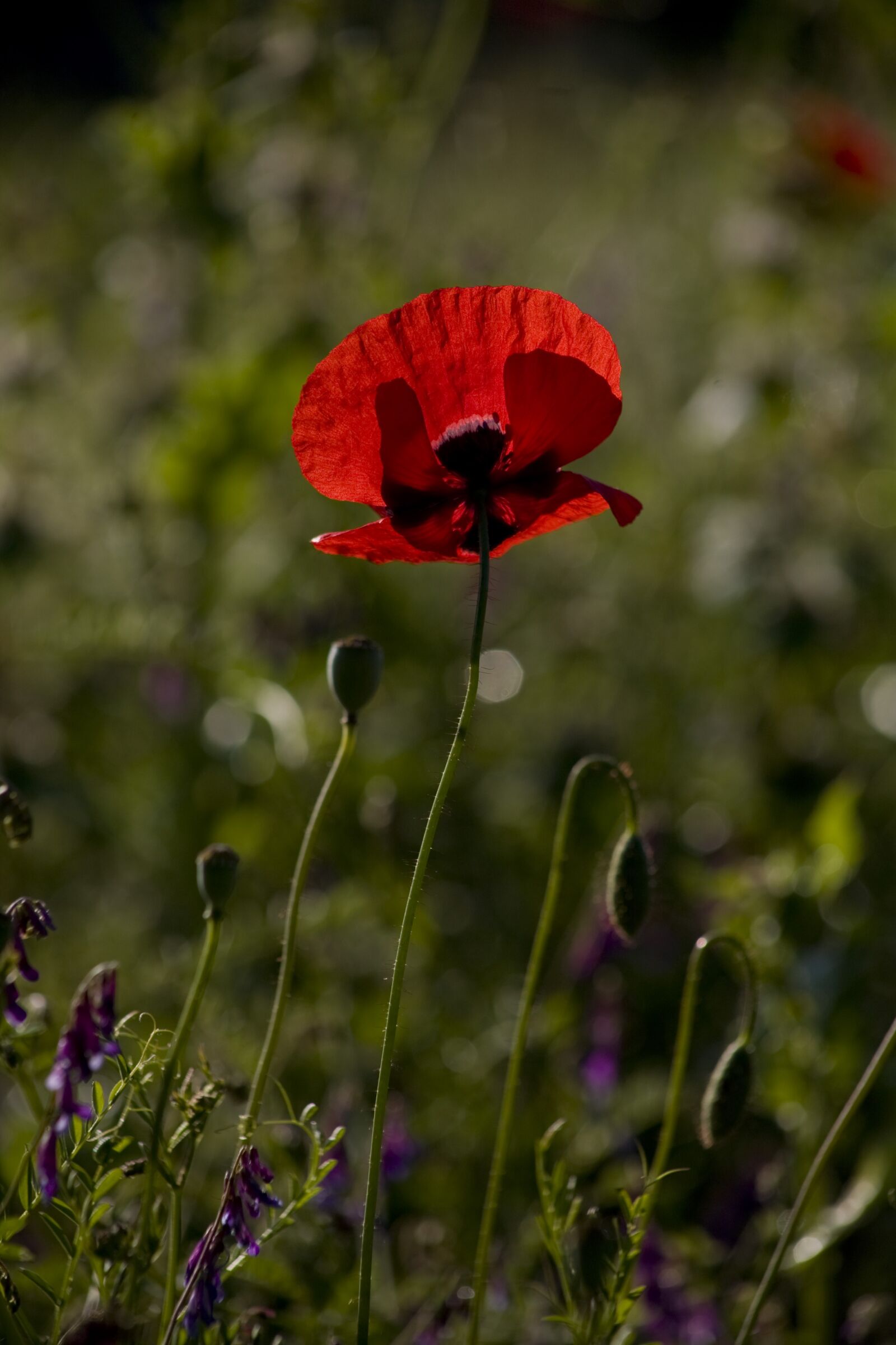 Canon EOS 5D sample photo. Papaver rhoeas, flower, poppy photography