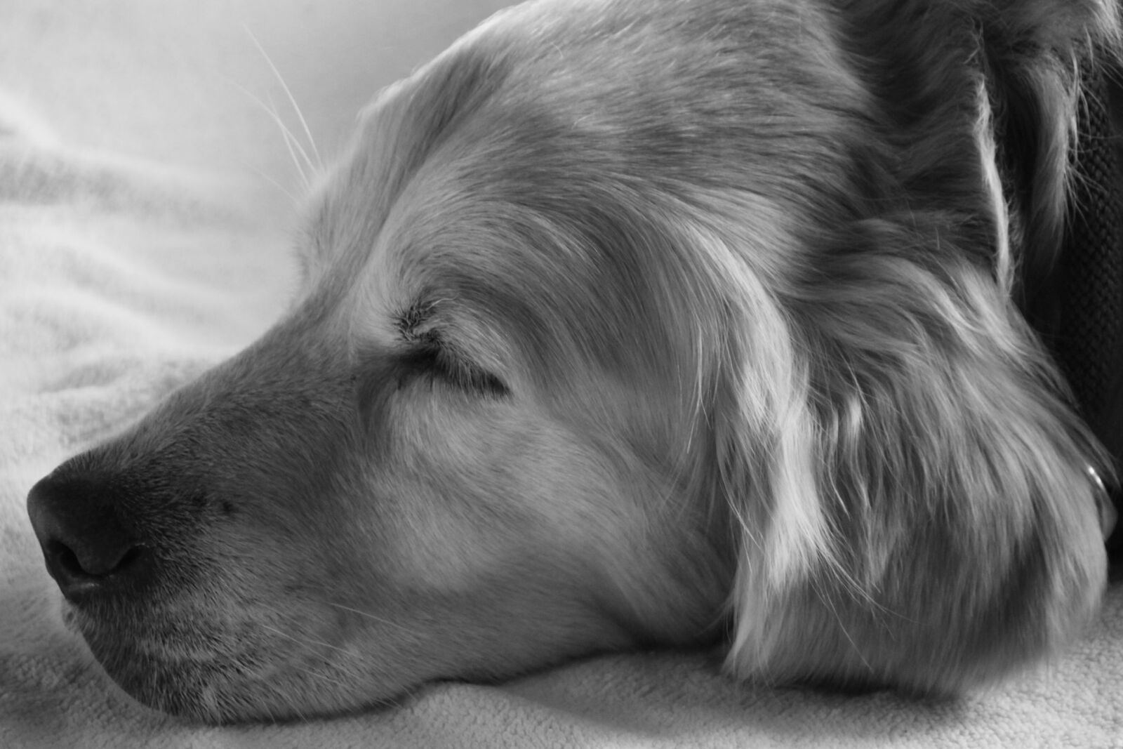 Canon EOS 50D sample photo. Wilma, dog, black and photography