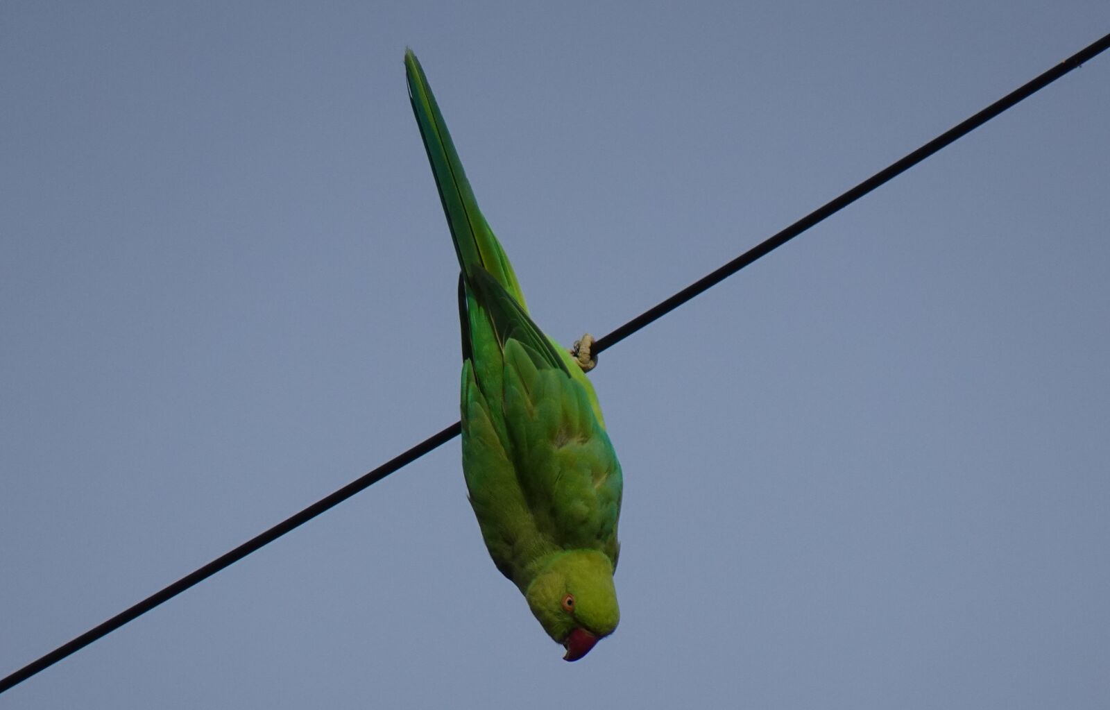 Sony DSC-WX800 sample photo. Bird, parakeet, hanging photography