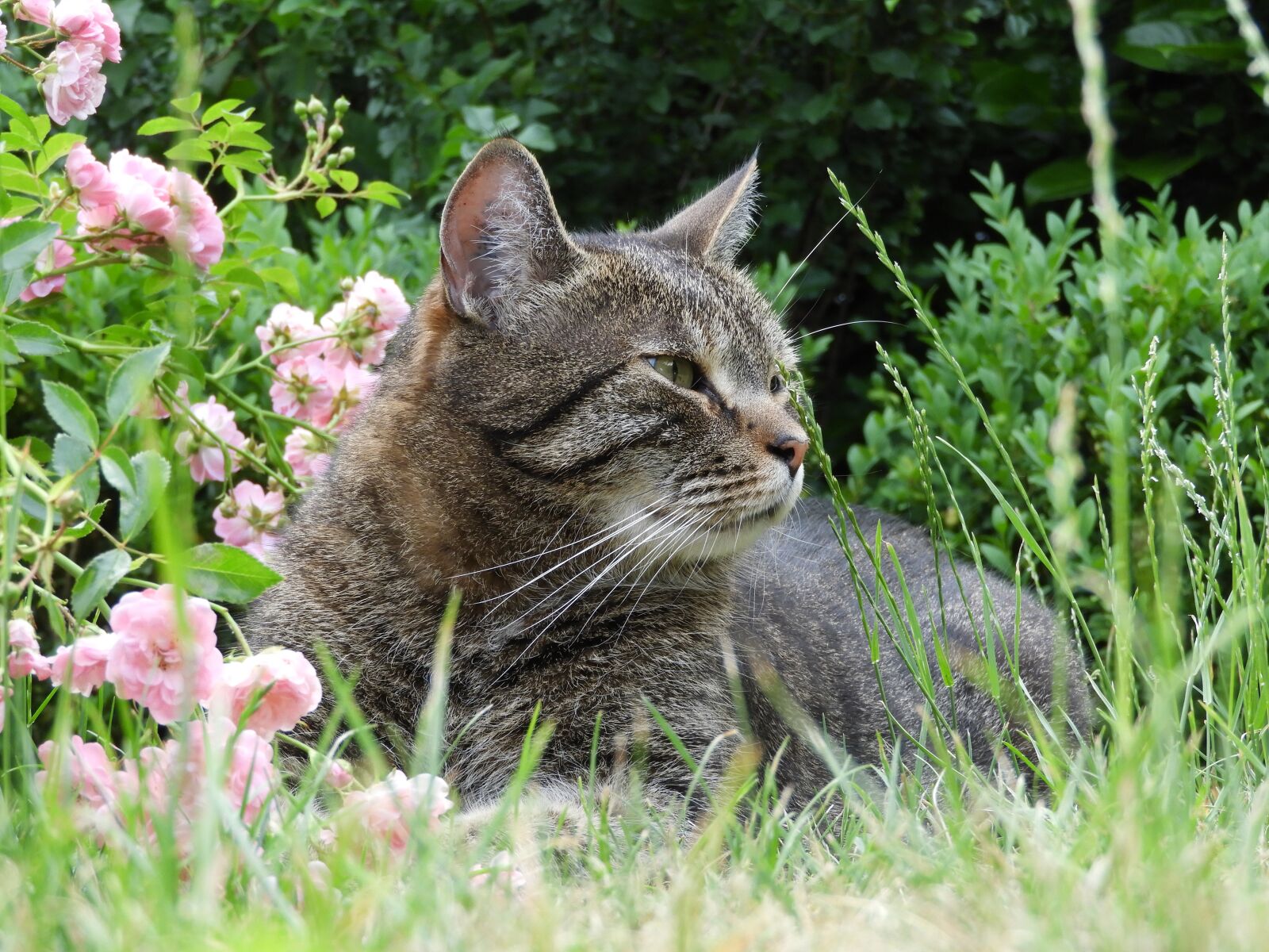 Nikon Coolpix B700 sample photo. Cat, garden, pet photography