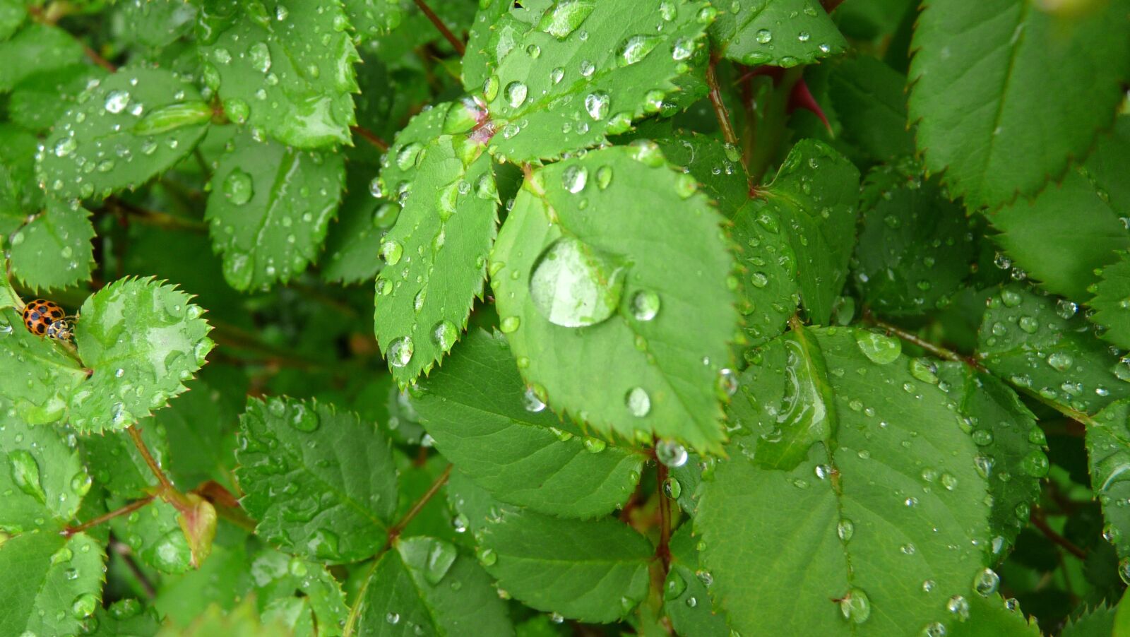 Panasonic Lumix DMC-FZ28 sample photo. Water, drops, and photography