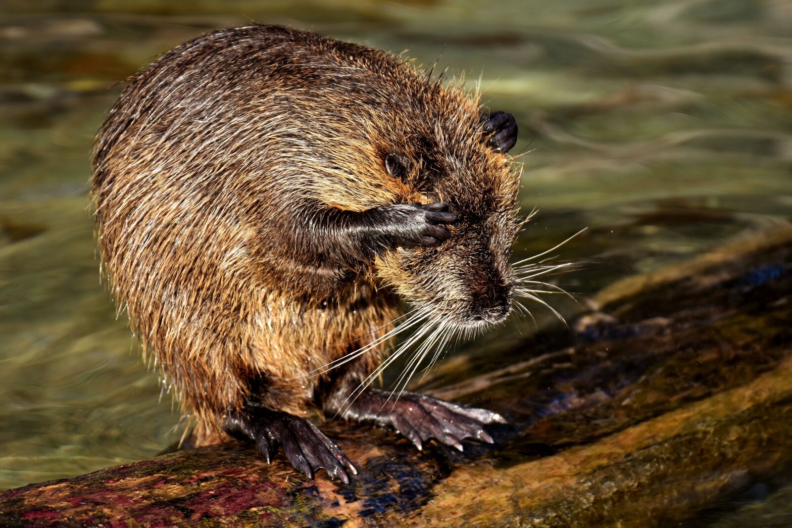 Nikon D7200 sample photo. Nutria, water rat, water photography