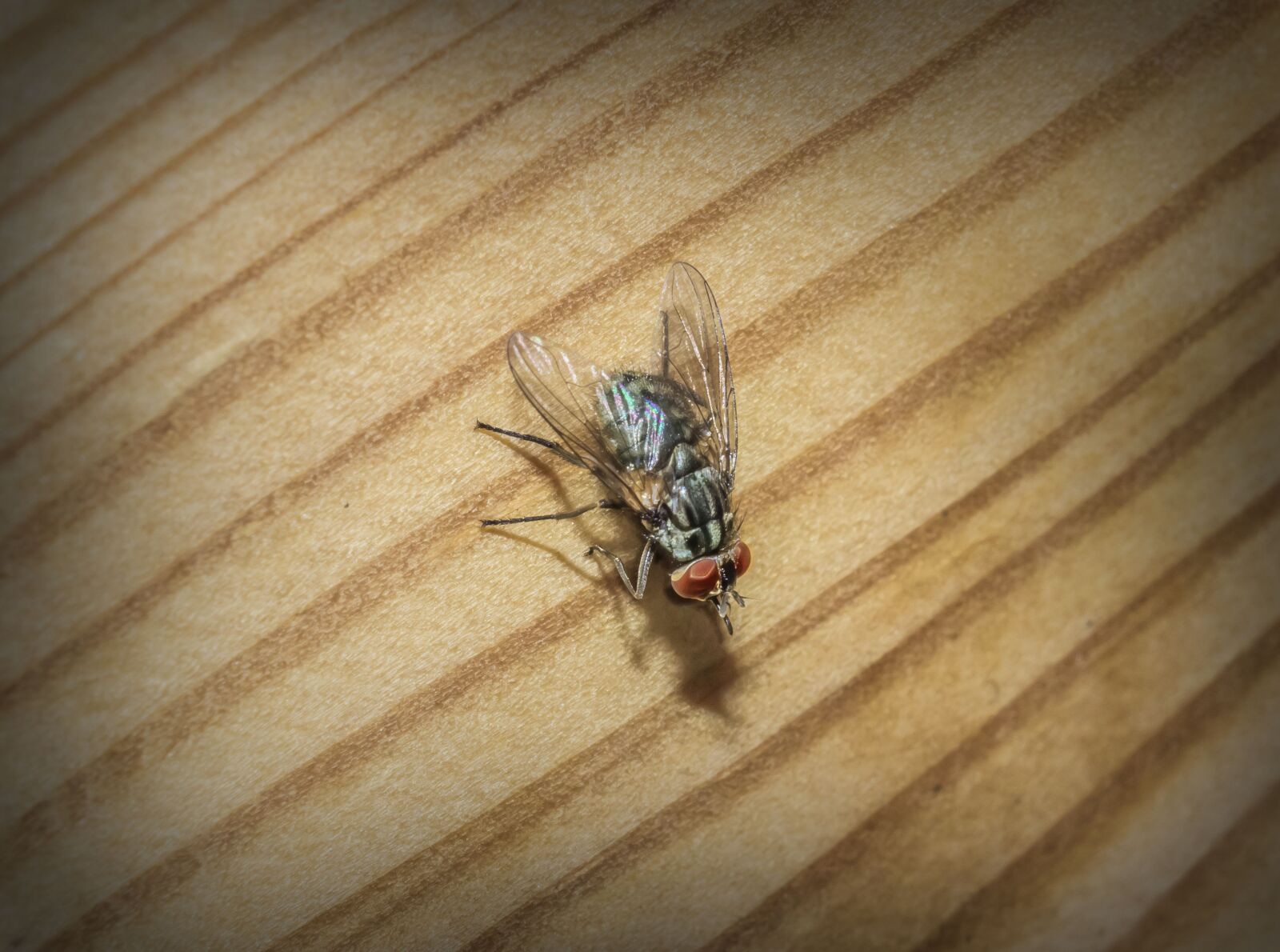 Canon EOS 600D (Rebel EOS T3i / EOS Kiss X5) sample photo. Fly, insect, bug photography