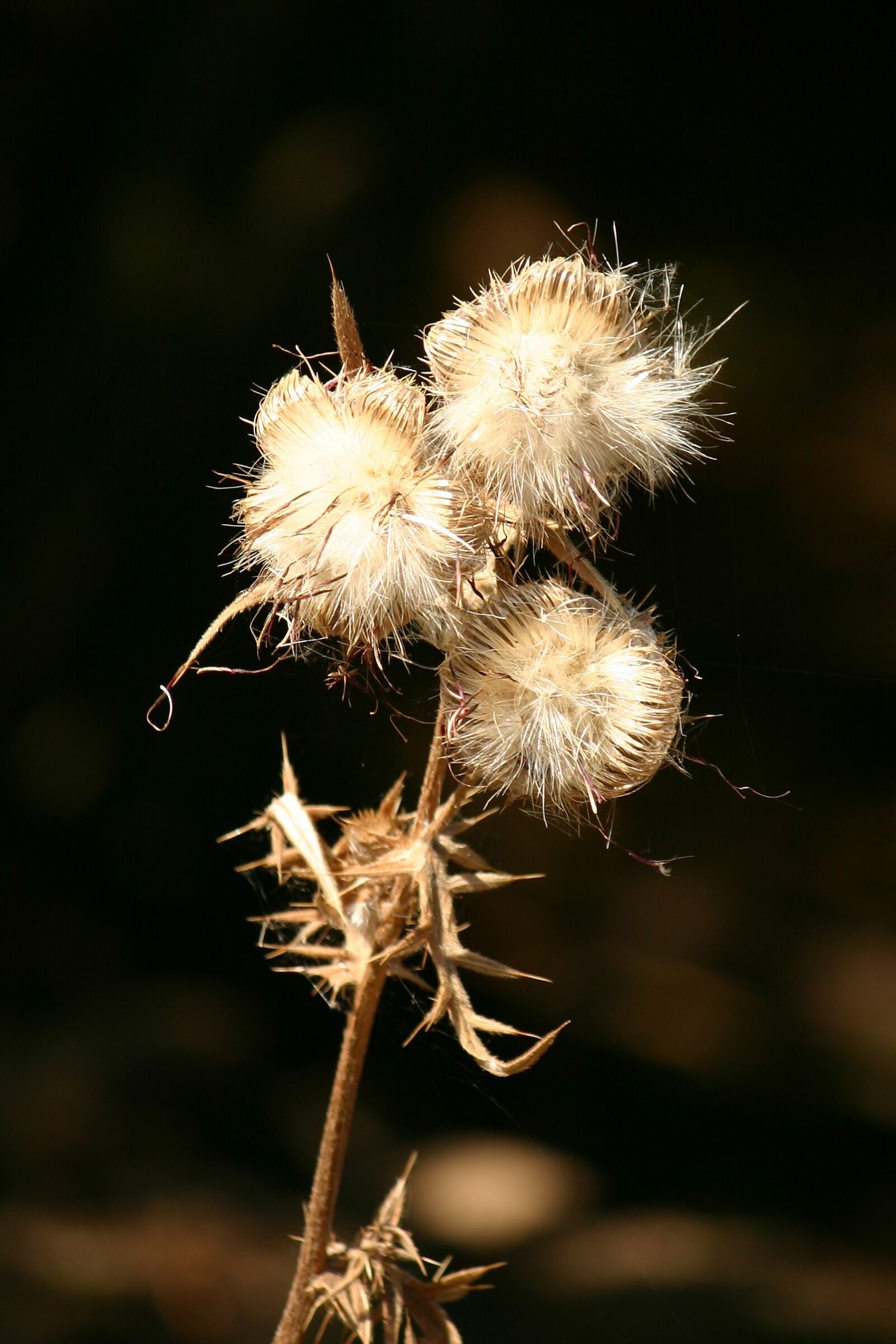 Canon EOS 300D (EOS Digital Rebel / EOS Kiss Digital) sample photo. Thistle, light, contrast photography