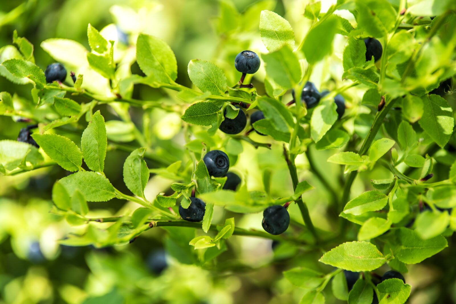 Nikon D750 sample photo. Blueberry forest, undergrowth, forest photography